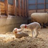 ハーベストの丘 子羊誕生