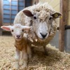 ハーベストの丘 子羊誕生
