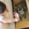 箱だけは絶対に譲ってくれない猫