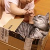 箱に入っているときはイライラしがちな猫