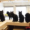 猫と動物の作品800点以上を集めた「もふあつめ展」、大阪にて開催