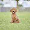 アニコム損保、「人気犬種ランキング2021」を発表