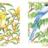 『おとなのスケッチ塗り絵 日本の野鳥 ～かわいい鳥図鑑～』、エムディエヌコーポレーションより刊行