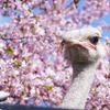 星野リゾート OMO7旭川、「桜咲く、春の旭山動物園講座」を開催