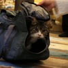 ネコリパブリック、「CAT 2WAY BOSTON BAG」を発売