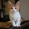 猫が主役の旅番組「旅猫ロマン 傑作選」、旅チャンネルで放送