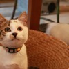 猫が主役の旅番組「旅猫ロマン 傑作選」、旅チャンネルで放送