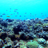 WWF、「サンゴ礁文化フォーラム」を開催