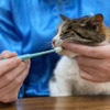 無料オンラインセミナー「歯磨きが苦手な猫のための口腔ケア」開催