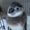 富士花鳥園、ケープペンギンの赤ちゃん「ひなペン」をお披露目