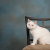 アニコム損保、「猫の名前＆人気猫種ランキング」2021年最新版を公開