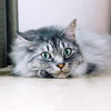 アドビ、2月22日の「猫の日」を記念して「猫フォト/ムービーコンテスト」を開催