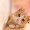 CCC MARKETING、「猫との暮らし」に関するアンケート調査を実施