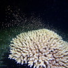 サンシャイン水族館、「3月5日はサンゴの日！サンゴフェスタ」を開催