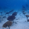 サンシャイン水族館、「3月5日はサンゴの日！サンゴフェスタ」を開催