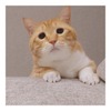 KDDI、auスマートパスプレミアムで「お太りさま猫 ぐっぴーの萌え萌えサンドウィッチ」を配信