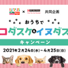 島忠、SNSにて保護犬猫活動応援キャンペーンを実施