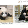 アドベンチャーワールド、ジャイアントパンダの赤ちゃんへ初めての遊具をプレゼント