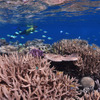 3月5日は「サンゴの日」、グレートバリアリーフを探検！リーフスポット トップ10を新発表