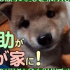 テレビ大阪、柴犬・豆助の成長日記をYouTubeで配信