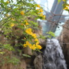 ふくしまの川と沿岸コーナーに咲くヤマブキ