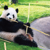 アドベンチャーワールドのホワイトデー、2歳のパンダ「彩浜」へ竹製のフィーダーをプレゼント