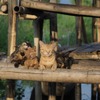 写真展「劇場版 岩合光昭の世界ネコ歩き　あるがままに、水と大地のネコ家族」開催