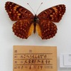 国立科学博物館、岡山県から昭和天皇に献上された昆虫標本を発見