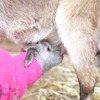 成田ゆめ牧場、ヤギやヒツジの赤ちゃんが続々誕生