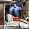 日本盲導犬協会、コロナ禍の盲導犬ユーザーに「困りごと」について聞き取り調査を実施