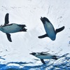 サンシャイン水族館 、「みんなで考えよう！世界ペンギン・カワウソの日」を開催