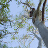 コアラを絶滅から救え…DJIのドローンとAIが活躍