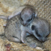 アドベンチャーワールドで3頭のミーアキャットの赤ちゃんが誕生