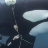 ジェームズ・キャメロン製作総指揮のドキュメンタリー『クジラと海洋生物たちの社会』、Disney+にて独占配信