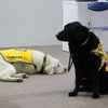 日本補助犬協会のデモンストレーション（インターペット2021）