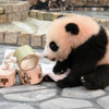 ジャイアントパンダの赤ちゃん「楓浜（ふうひん）」、日光浴を開始