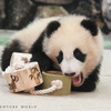 アドベンチャーワールド、ジャイアントパンダの赤ちゃん「楓浜」へ新しい遊具をプレゼント