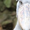 伊豆シャボテン動物公園、世界最高齢で大往生のハシビロコウ「ビル」を剥製標本として展示