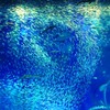 アクアワールド茨城県大洗水族館、約1万5000匹のイワシが力強く群れ動く「IWASHI LIFE」を開催