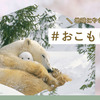 WWFジャパン、“おこもり”上手な動物を参考に自宅での過ごし方を提案…新型コロナ対策