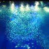 アクアワールド茨城県大洗水族館、約1万5000匹のイワシが力強く群れ動く「IWASHI LIFE」を開催