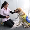 日本介助犬協会 管理部広報グループの後藤優花 副主任とPR犬のファンタ