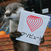 伊勢シーパラダイス、「World Otter Day（世界カワウソの日）」特設サイトを開設