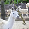 伊豆シャボテン動物公園、オンラインツアーを開催