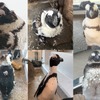 京都水族館、「ペンギン換羽コレクション2021」を開催