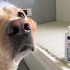 ビルバックジャパン、介助犬支援につながる犬用シャンプー「エピスース ペプチド」を新発売