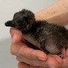 マゼランペンギンの赤ちゃん（1日齢の「ももは」）