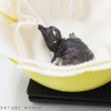 アドベンチャーワールドで初となるフェアリーペンギンの赤ちゃんが誕生