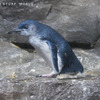 成鳥のフェアリーペンギン