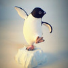 ペンギンと金魚の合同写真展＆イラスト物販展「ペンぎょ展 2021」開催